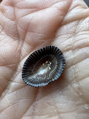Siphonaria naufragum