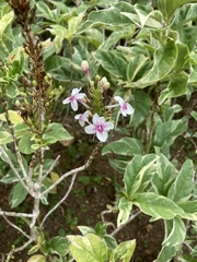 Pseuderanthemum carruthersii