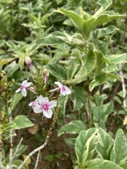 Pseuderanthemum carruthersii