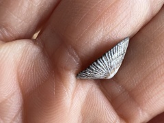 Siphonaria naufragum
