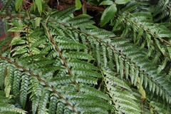 Polystichum neolobatum