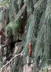 Picea smithiana