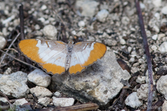 Mestra dorcas