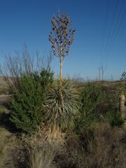 Yucca rostrata