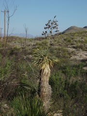 Yucca rostrata