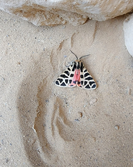 Apantesis incorrupta