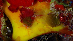Dercitus luteus