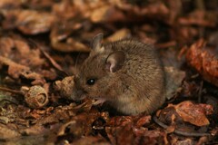 Apodemus sylvaticus