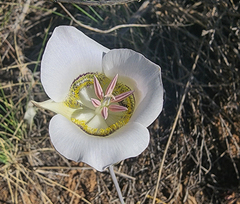 Calochortus gunnisonii