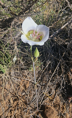 Calochortus gunnisonii