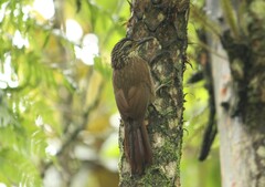 Dendrocolaptes platyrostris