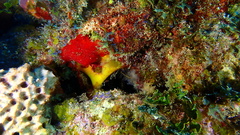 Dercitus luteus