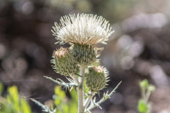 Cirsium tracyi