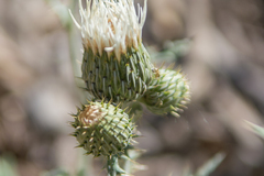 Cirsium tracyi