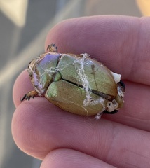 Anoplognathus montanus