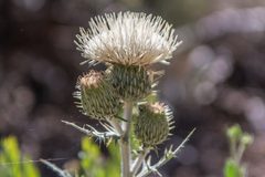 Cirsium tracyi