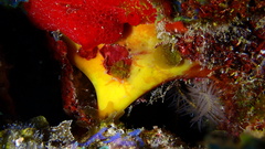 Dercitus luteus