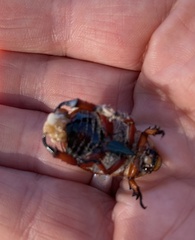 Anoplognathus montanus