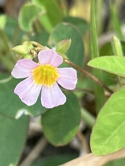 Oxalis barrelieri