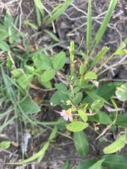 Oxalis barrelieri