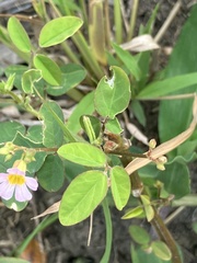 Oxalis barrelieri