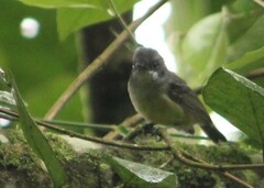 Dysithamnus mentalis