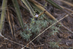Penstemon linarioides