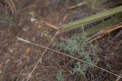 Penstemon linarioides