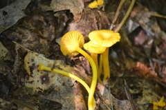 Gloioxanthomyces nitidus