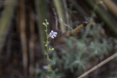 Penstemon linarioides