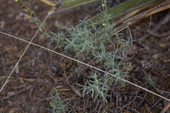 Penstemon linarioides
