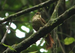 Syndactyla rufosuperciliata