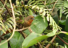 Phacellodomus erythrophthalmus