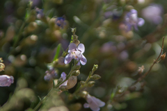 Penstemon linarioides