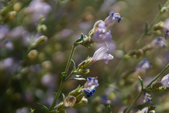Penstemon linarioides