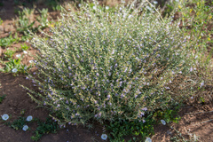 Penstemon linarioides