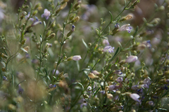 Penstemon linarioides