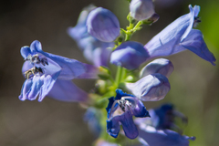 Penstemon strictus