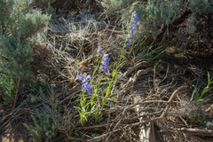 Penstemon strictus