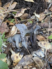 Craterellus calicornucopioides