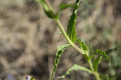 Penstemon strictus