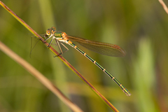 Austrolestes cingulatus