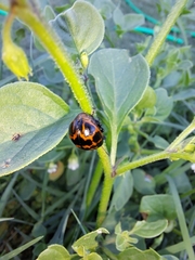 Platyphora congregata