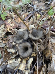 Craterellus calicornucopioides