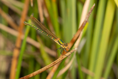 Austrolestes cingulatus