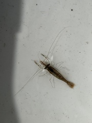 Palaemon macrodactylus