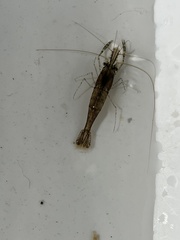 Palaemon macrodactylus