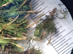 Orthotrichum tasmanicum tasmanicum