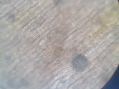Orthotrichum tasmanicum tasmanicum