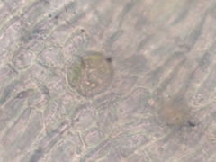 Orthotrichum tasmanicum tasmanicum